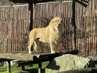 Návštevníci ZOO Bratislava už môžu pozorovať nového leva juhoafrického  