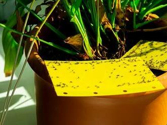 Tipy a rady, jak se zbavit škůdců na pokojových rostlinách