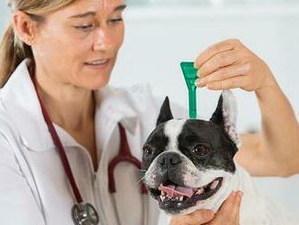 Antiparazitika pro psy, která skutečně fungují