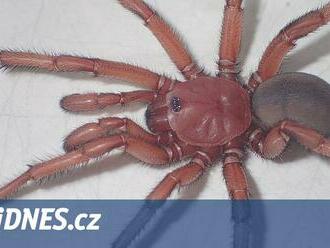 Vědci v Austrálii objevili nový druh pavouka, je „supervelký“ a buduje nory