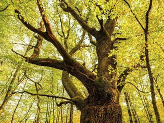 Európskym stromom roka je poľský dub Fabrykant, druhý skončil slovenský Dračí dub z Lozorna