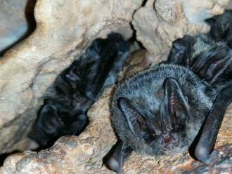 V Slovenskom krase hibernuje túto zimu 18 druhov netopierov