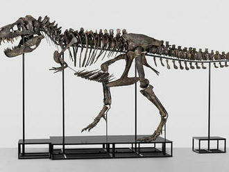 V Európe sa bude prvýkrát dražiť kostra Tyrannosaura rexa, vedci s tým nesúhlasia