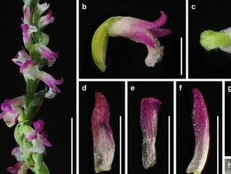V Japonsku objavili nový druh orchidey, jej krehké kvety vyzerajú ako zo skla
