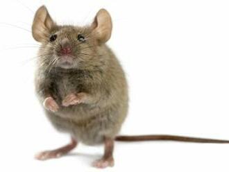 Vedcom sa podarilo u myší odchovať mláďatá, ktoré majú geneticky dvoch otcov
