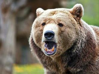 Na hornej Nitre opäť útočil medveď: Šelma dohrýzla poľovného hospodára, skončil v nemocnici