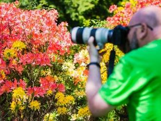 Kvetoucí rododendrony různých barev rozzářily Arboretum Křtiny na Blanensku