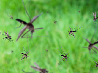 Komáre priťahujú ľudia umytí mydlom, tvrdia vedci