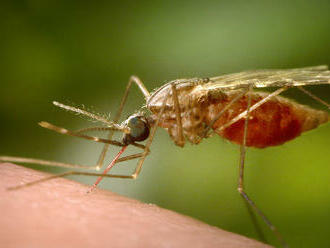 Výskyt komárov neznamená automaticky šírenie ochorení. Bratislava chystá postreky