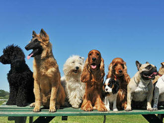 Ktoré plemená psov žijú najdlhšie? Skúmala to nová rozsiahla štúdia