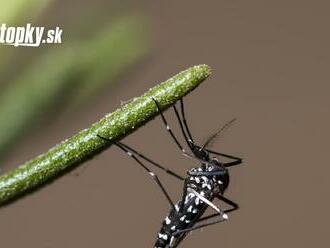 Štát potvrdil obavy! Najnebezpečnejší invázny druh komára je na Slovensku: Predstavuje obrovské riziko