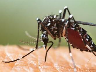 Na nebezpečného komára z Ázie si posvieti aj SAV: Čo chcú zistiť?