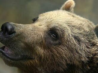 V Tatranskej Lesnej pri jednom z penziónov videli medveďa