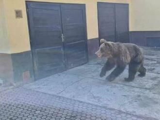Medveďa, ktorý útočil v Liptovskom Mikuláši, našli s pomocou dronov do 1,5 hodiny