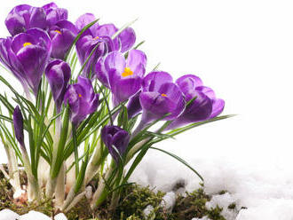 Sedmokrásky, fialky, orgován… Jedlé kvety skrášlia tanier a telu dodajú dôležité látky