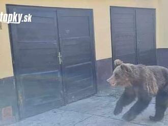 Medveďa, ktorý útočil v Liptovskom Mikuláši, našli s pomocou dronov