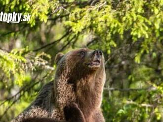 Medveďa, ktorý zaútočil na hubára, stále nenašli! Po zvierati prestali pátrať: Poznáme dôvod