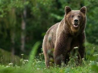 Nad obcou Stráňavy zaútočil na muža medveď: Oblasti sa treba vyhnúť! Je postrelený a agresívny