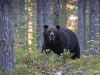 Po lesoch behá extrémne nebezpečný medveď: Zaútočil na hubára a poľovníkov, je postrelený!