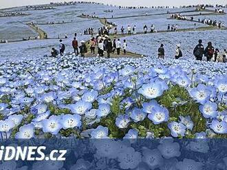 Jako v pohádce. Japonský park pokryly koberce modrých květů hajniček