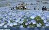 Jako v pohádce. Japonský park pokryly koberce modrých květů hajniček