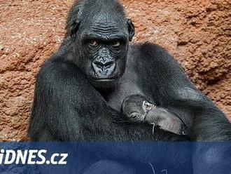 Gorilák Kisumu se v pražské zoo činí. Narodil se mu letos už druhý potomek
