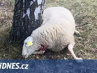 Chovatel na Chebsku našel desítky mrtvých ovcí, zřejmě je roztrhali vlci