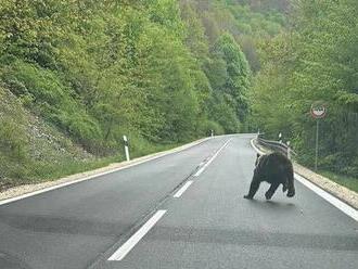 V okolí obce Košická Belá sa vodičovi pred autom zjavil medveď