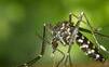 Invázneho ázijskeho komára prvýkrát potvrdili v Košiciach