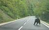 V okolí obce Košická Belá sa vodičovi pred autom zjavil medveď
