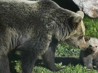V košickej zoo sa Xene narodilo medvieďa Ares
