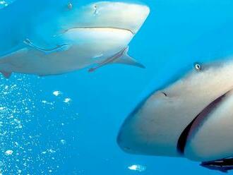 Britského turistu zranil v Karibiku žralok, útočil len desať metrov od brehu