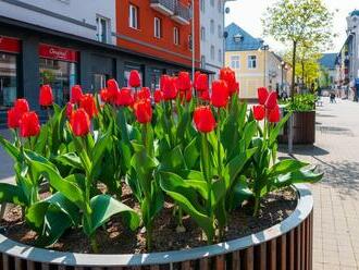 Poprad zdobia tisícky tulipánov z Holandska, vykvitli o niekoľko týždňov skôr