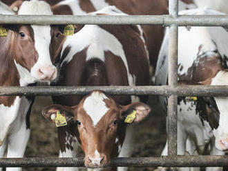 Kmeň vtáčej chrípky H5N1 detegovali aj v kravskom mlieku, upozornila WHO