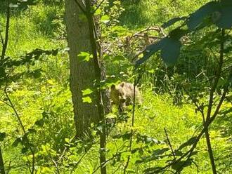 Zásahový tím pre medveďa hnedého monitoruje lokalitu Uhlisko