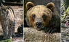 Zákon k situácii s medveďmi je podľa Gröhlinga nebezpečný. Rieši aj vlkov, šakaly či ohrozené rysy