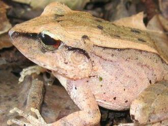 Brazílske žaby využívajú na obranu ultrazvuk, zistili vedci