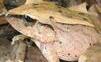 Brazílske žaby využívajú na obranu ultrazvuk, zistili vedci