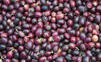 Vedci zostavili rodokmeň kávy arabica. Je starší ako Homo sapiens