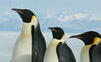 Mláďatá tučniaka obrovského ohrozuje topiaci sa ľad na Antarktíde