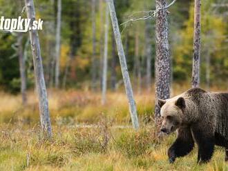 Odstrelom problémového medveďa v Liptovskom Mikuláši sa bude zaoberať enviropolícia