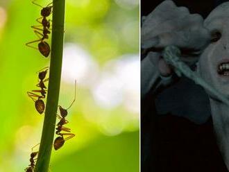 Vedci objavili nového mravca, volá sa L. voldemort: Uvidíte ho a pochopíte!