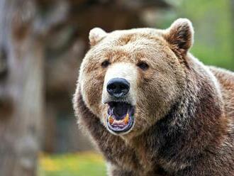 Odstrel medveďa, ktorý mal útočiť v Liptovskom Mikuláši: Iniciatíva podala trestné oznámenie! Prípad rieši polícia