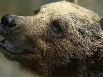 Japonsko má rekordný počet útokov medveďov, pôjde na nich s pomocou umelej inteligencie