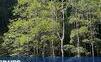 Mangrovové lesy jsou v ohrožení. Jejich konec by byla katastrofa, varuje studie