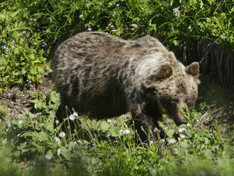 Nad obcou Kálnica videli medveďa, obec vydala výstrahu obyvateľom