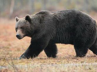 V katastri obce Kľačno sa medveď hnedý dobýjal do kurína