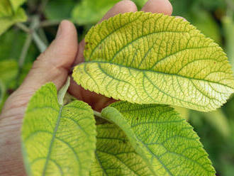 Zložitá žilnatina listov mohla byť ochranou proti hmyzu, uvádza štúdia