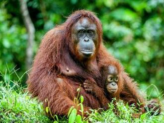 Orangutany si dokážu svojpomocne liečiť rany. Vedci doposiaľ nič podobné nevideli