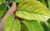 Zložitá žilnatina listov mohla byť ochranou proti hmyzu, uvádza štúdia
